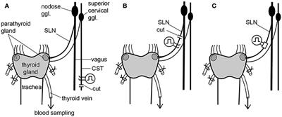 Modulation of Calcitonin, Parathyroid Hormone, and Thyroid Hormone Secretion by Electrical Stimulation of Sympathetic and Parasympathetic Nerves in Anesthetized Rats